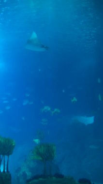 Deniz yaşamının ve güzelliğinin inanılmaz çeşitliliğini gösteren büyüleyici sualtı sahnelerini keşfedin.