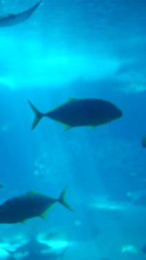 Renkli sualtı sahneleri akvaryum ortamlarında zarifçe yüzen çeşitli balıkları gösteriyor.