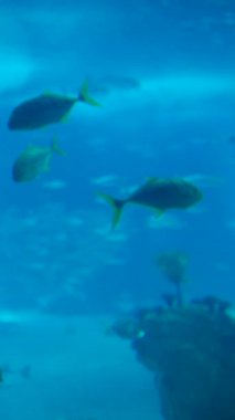 Sualtı yaşamının güzelliğini, dingin bir su ortamında renkli balık sürüleriyle tecrübe edin..