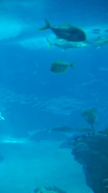 Hayat dolu canlı mavi sualtı ortamında yüzen çeşitli balıkların büyüleyici bir görüntüsünü deneyimleyin.