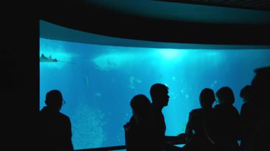 Muhtelif bir grup ziyaretçinin çarpıcı siluetleri akvaryumda bulunan canlı deniz canlıları tarafından büyülenmiştir.