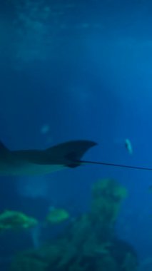 Büyüleyici görüntüler, dinamik ve renkli bir su altı ekosisteminde canlı su yaşamının varlığını gösteriyor.