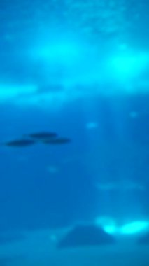 Su altı yaşamının çarpıcı güzelliğini keşfedin, canlı balıkları ve manzaralı kaya oluşumlarını gösterin.