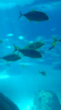 Aydınlatılmış mavi sularda zarafetle yüzen çeşitli balıkların yer aldığı büyüleyici bir su altı manzarası..