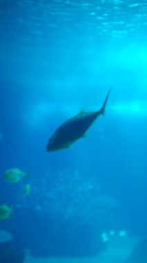 Canlı deniz yaşamını ve sakin mavi okyanus sularında yüzen güzel balıkları keşfetmek için bir yolculuğa çıkın.