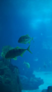 Su altı yaşamının büyüleyici ve çarpıcı bir görüntüsü çeşitli balıkların zarafetle yüzdüğünü gösteriyor.