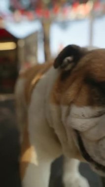 Sevimli bir bulldog neşeli ve neşeli tavırlarını açık hava ortamında sergiliyor.