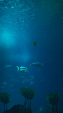 Bir dizi renkli balık ve canlı su bitkileriyle dolu sakin bir sualtı diyarını derinlemesine araştır.