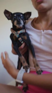 Genç bir kadın küçük bir Chihuahua 'yı nazikçe kucağına alır, derin bağlarını, samimi ve davetkar bir ortamda sergilerler.