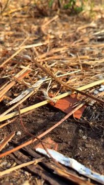 Kurumuş yapraklar ve dallar içeren zemin yüzeyinin karmaşık detaylarını keşfedin.