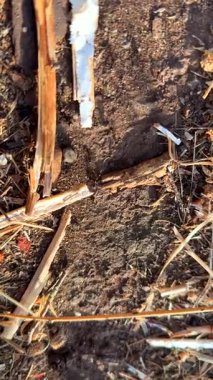 Kırsal bir alanda ince dallar ve organik maddelerle zenginleştirilmiş karmaşık toprak dokusunu gösteren bir manzara.