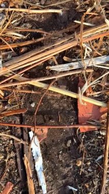 Kendinizi doğadaki yaban hayatının inceliklerine ve harikalarına daldırın. Gizli yollar ve mucizeler gösterin.