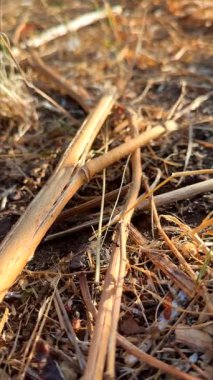 Zeminin detaylı bir yakın çekim görüntüsü, kuru çubukları, zengin toprağı ve organik maddeyi doğal ortamda sergiliyor.