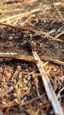 Çeşitli doğal atıklar içeren zengin, topraksı toprağın detaylı bir yakın çekim görüntüsü, eşsiz doku ve tonlarını sergiliyor.