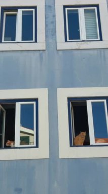 Büyüleyici bir binada, iki sevimli kedi pencereden dışarıyı gözetleyerek oyuncu meraklarını sergileyebilirler.