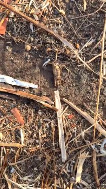 Şu anda kuru bir arazide bulunan büyüleyici toprak dokusunu ve doğal kalıntıları araştırıyorum.