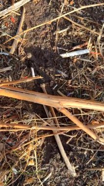 Zengin toprağın ve çeşitli organik maddenin yakın plan görüntüsü, yaşamın karmaşık ekosistem ve karmaşıklığını vurguluyor.