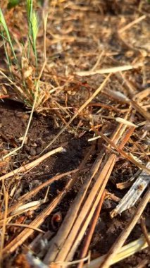 Çeşitli toprak, dallar ve kurumuş çimenlerin detaylı bir yakın çekim görüntüsü, karmaşık doğal dokular ve elementler sergiliyor.