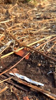 Doğanın karmaşık dokularını vurgulayan kuru toprak, dal ve çimlerin detaylı bir yakın plan görüntüsü