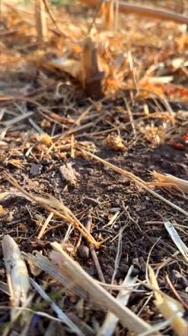 Canlı toprağı, samanı ve yemyeşil otları gösteren güzel detaylı bir manzara.