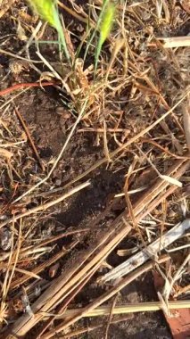 Toprak ve enkazın ortasında, bitkilerin yeni gelişimini keşfediyoruz, doğanın inanılmaz esnekliğini vurguluyoruz.