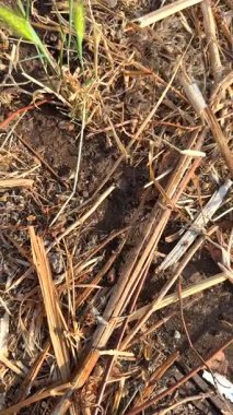 Her bahar yeryüzünün yüzeyinden çıkan yeni otların nefes kesici güzelliğini yakalıyorum.