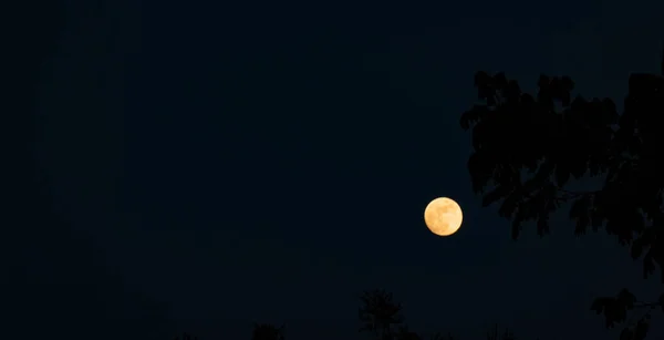 Creme Lua Escuro Céu Sombra Árvore Preta — Fotografia de Stock