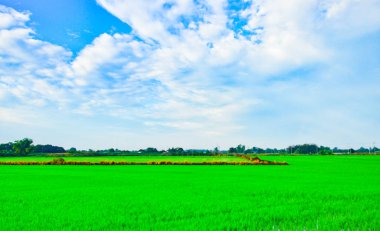 Açık havada gökyüzü manzarası. Sabahleyin, yemyeşil alanlar açık havadadır. Kitap kapağı dergisi web sitesi için tarımsal manzara tasarım şablonu