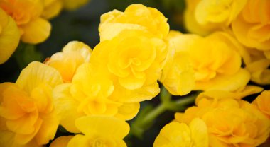 Sarı desenli dergi kartpostal tasarımı şablonu, web sitesi, sevgililer günü, düğün günü