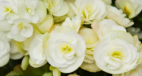 white rose texture  Magazine postcard design template, website, valentine\'s day, wedding day