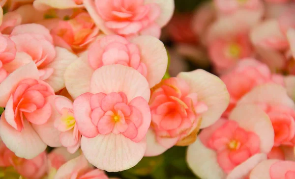 pink flowers texture  Magazine postcard design template, website, valentine\'s day, wedding day