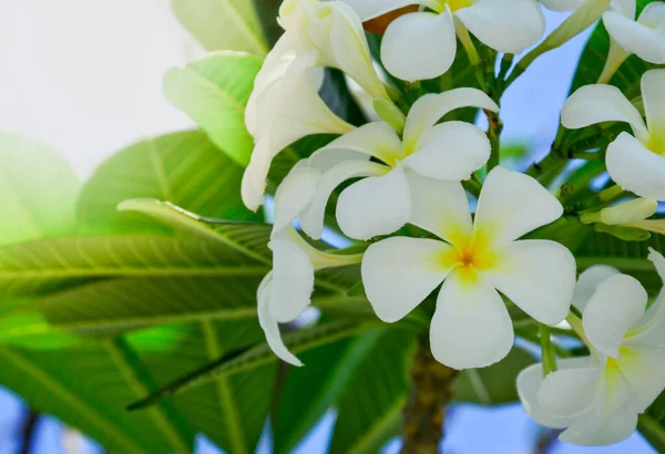 white plumeria  Blurred background with sunlight  Background design template, book cover, poster, magazine, website, copy space.