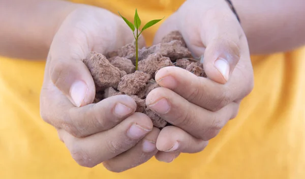 small green tree on soil in hand concept tree planting  environmental conservation