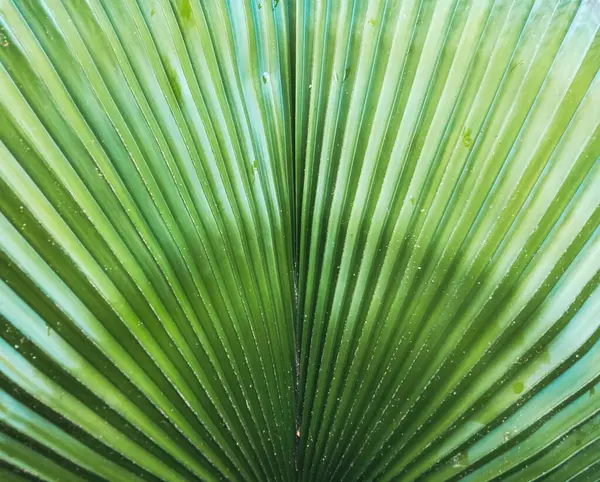 Зеленый Лист Пальмы Шаблон Естественный Яркий Фон Дизайн Фона Обои — стоковое фото