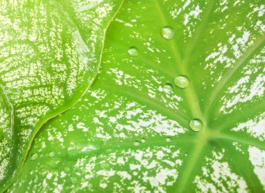 Yağmur sezonu arka plan tasarımı için yeşil ve beyaz benekli yapraklara su damlaları. Ürünlerinizi göstermek için turuncu ışık kopya alanı.