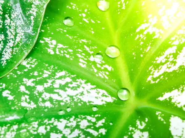 Gotas Água Folhas Manchadas Verdes Brancas Espaço Cópia Luz Laranja — Fotografia de Stock