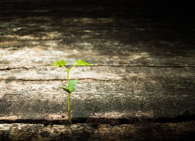 Yeni yaşam konsepti küçük ağaç Küresel çevrede yaşam umudu, küresel ısınma