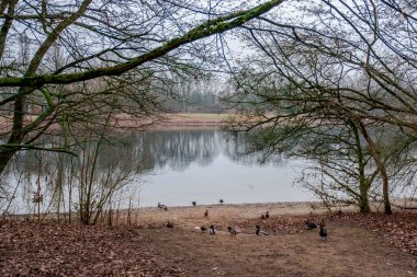Kazlar ve diğer su kuşları Batı Almanya 'da Neuss şehrinin ortasındaki bir doğa parkında