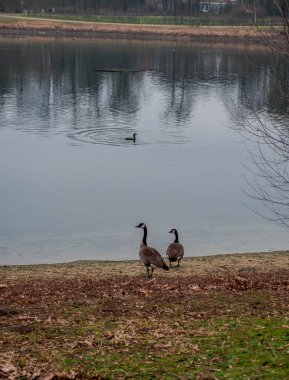 Kazlar ve diğer su kuşları Batı Almanya 'da Neuss şehrinin ortasındaki bir doğa parkında