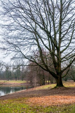 Kazlar ve diğer su kuşları Batı Almanya 'da Neuss şehrinin ortasındaki bir doğa parkında