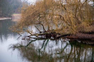 Kazlar ve diğer su kuşları Batı Almanya 'da Neuss şehrinin ortasındaki bir doğa parkında