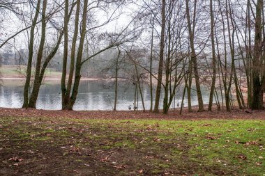 Kazlar ve diğer su kuşları Batı Almanya 'da Neuss şehrinin ortasındaki bir doğa parkında
