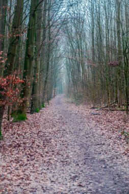 Batı Almanya 'da Neuss şehrinin ortasında bir doğa parkı.