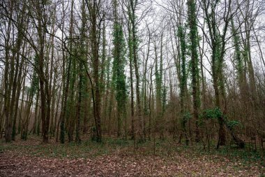 Batı Almanya 'da Neuss şehrinin ortasında bir doğa parkı.