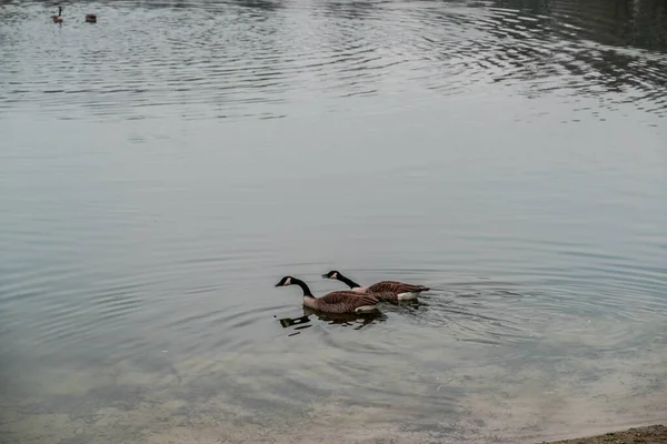 Gänse Und Andere Wasservögel Einem Naturpark Mitten Der Stadt Neuss — Stockfoto