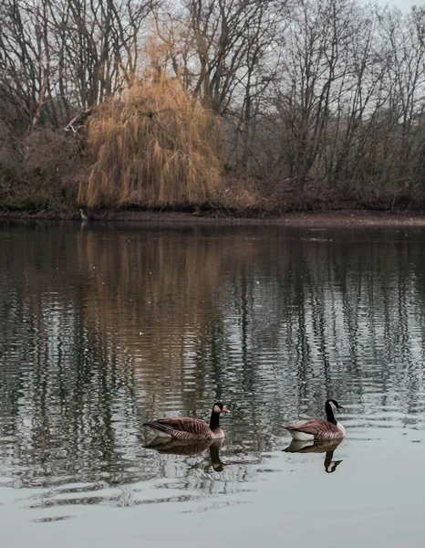 Gänse Und Andere Wasservögel Einem Naturpark Mitten Der Stadt Neuss — Stockfoto