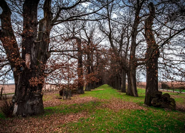 Centennial Chestnut Trees Schloss Dick Western Germany — Φωτογραφία Αρχείου