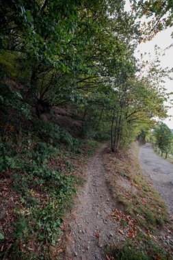 Batı Almanya 'daki Eifel doğa parkında Rursee Gölü