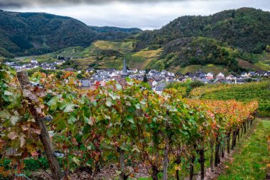 Batı Almanya 'daki Ahr Vadisi' ndeki Rotweinwanderweg 'de Mayschoss.