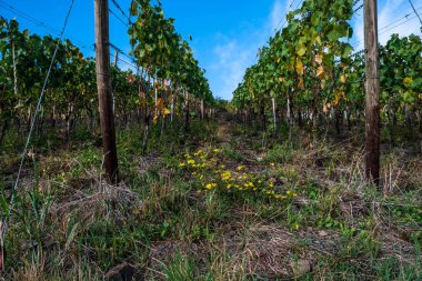 Batı Almanya 'daki Ahr Vadisi' nde RotweinWanderweg 'deki üzüm bağları